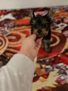 Vanzare Doua Fetițe Rasa Yorkshire Mini Toy - Wellingborough - Imagine 1