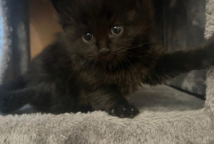 4 Pisoi Jucausi si Energici Cauta Stapani Iubitori in Barking