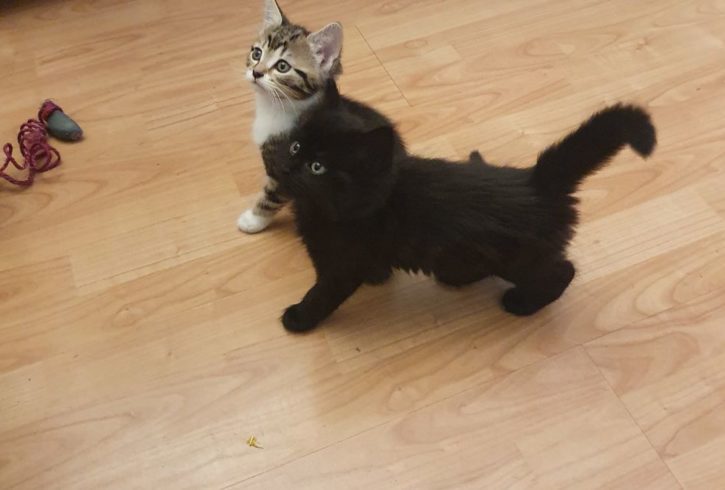 4 Pisoi Jucausi si Energici Cauta Stapani Iubitori in Barking