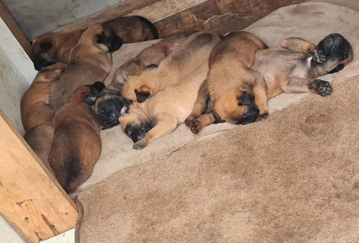 Vand Pui Ciobanesc Belgian de Malinois in Grays UK Vand Pui Ciobanesc Belgian de Malinois in Grays UK