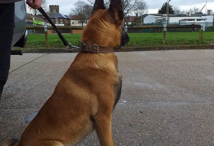 Vand Pui Ciobanesc Belgian de Malinois in Grays UK Vand Pui Ciobanesc Belgian de Malinois in Grays UK